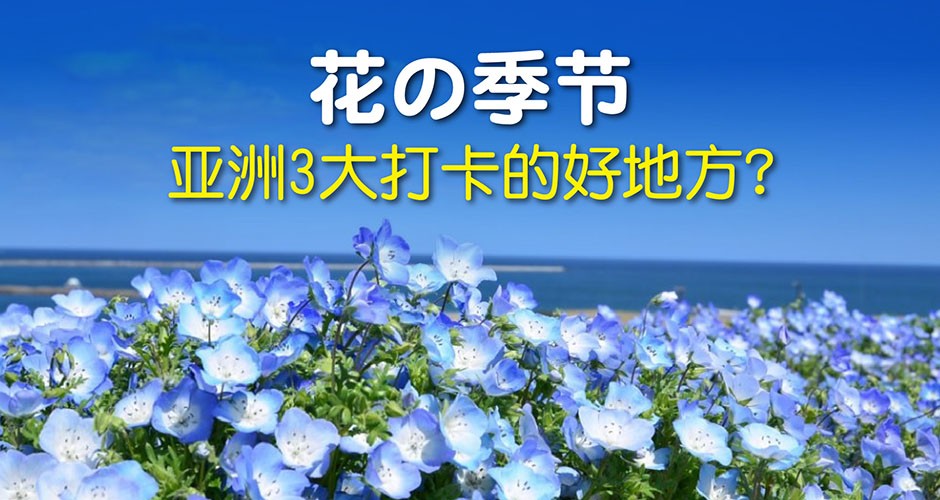 花の季节: 亚洲3大打卡的好地方? ?